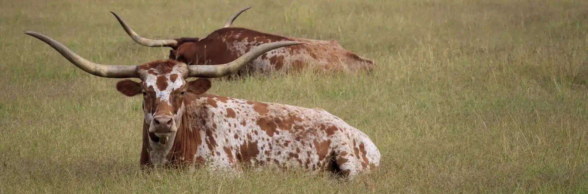 longhorns lying in a field