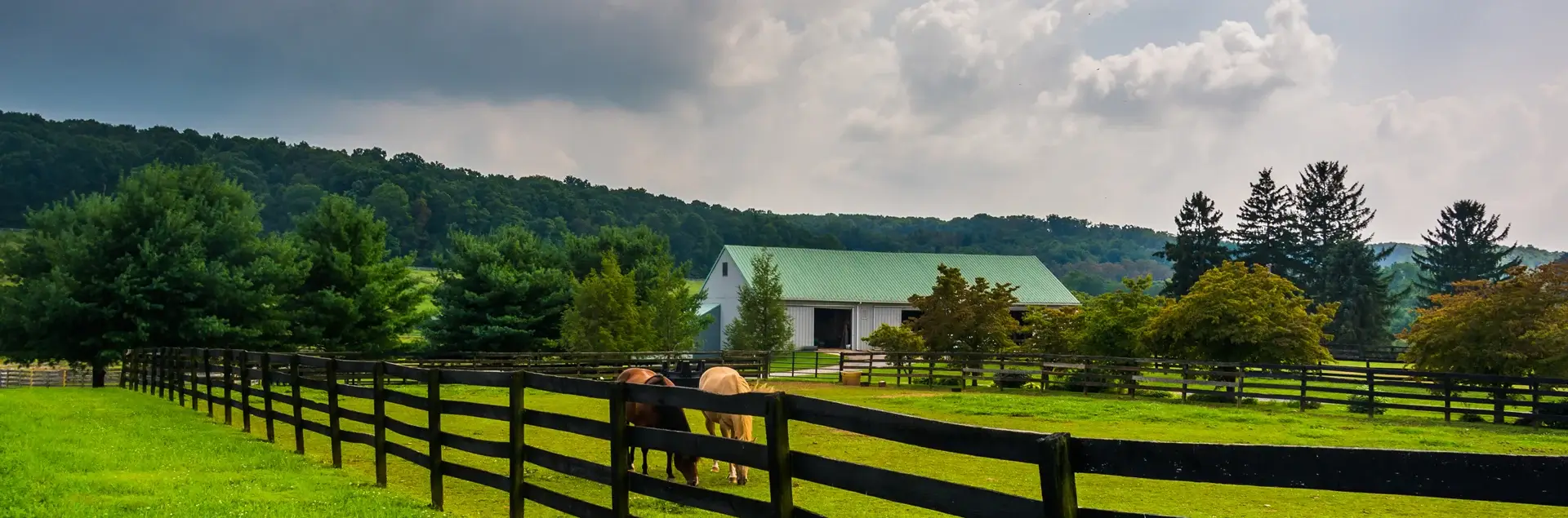 horses grazing in a fenced in pasture