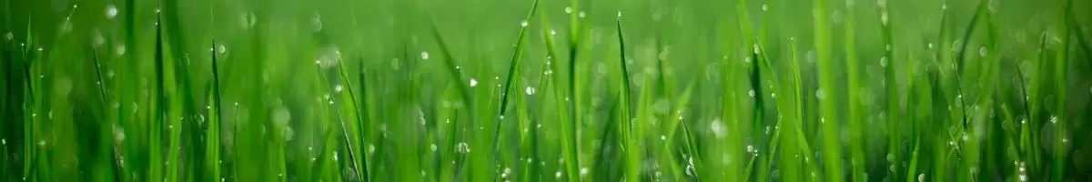 close up of grass with water droplets