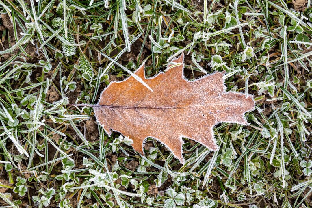 a leaf on the ground
