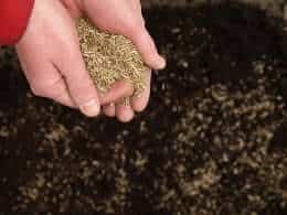 a person holding a handful of dirt
