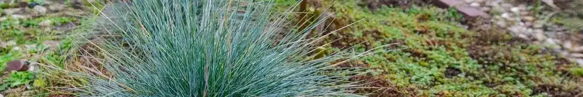 a close up of a grass