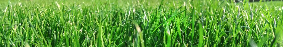 close-up of a green grass field