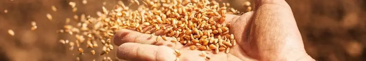 a person holding a handful of wheat