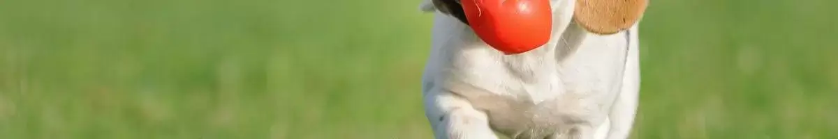 a close up of a dog