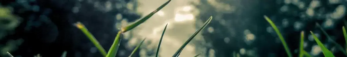 close up of grass and sky