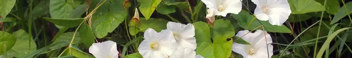 a close up of white flowers