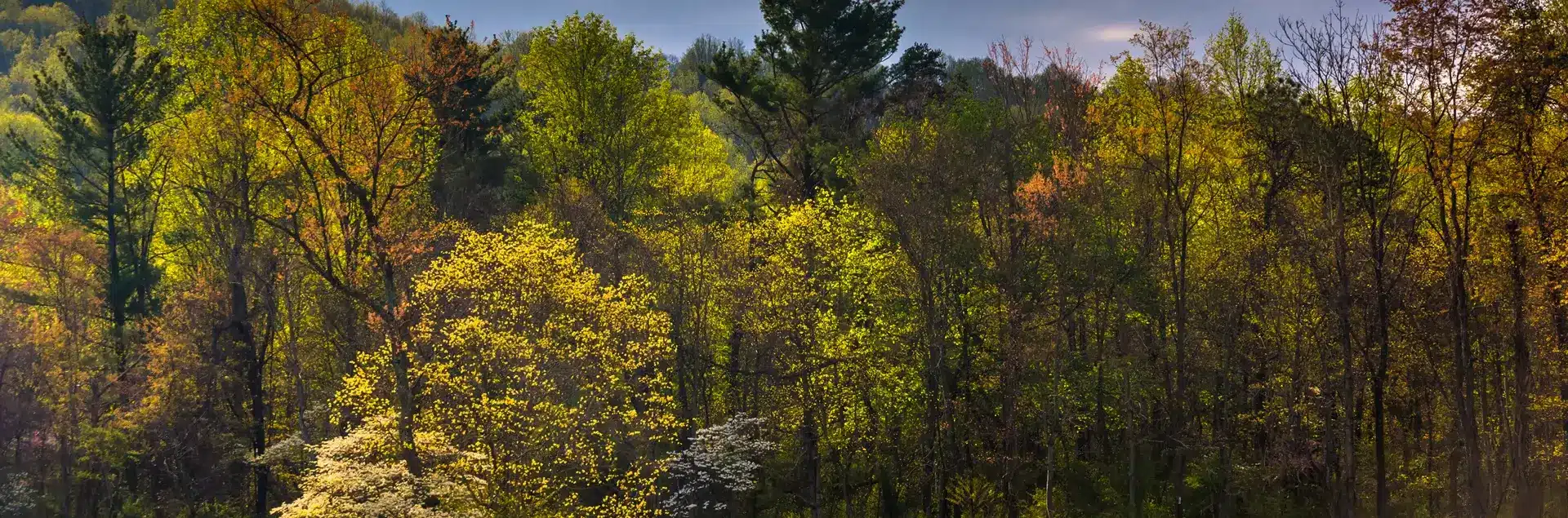 a group of trees with yellow leaves