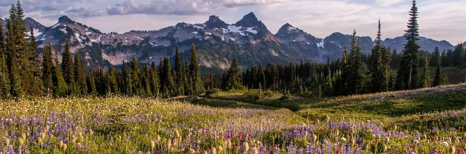 a field of flowers and trees with mountains in the background