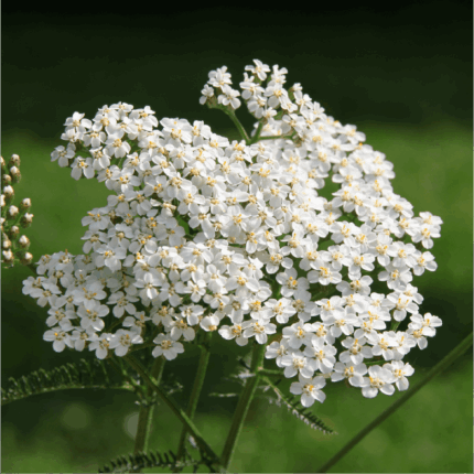 Western Yarrow