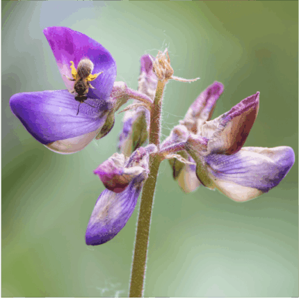 Arroyo Lupine