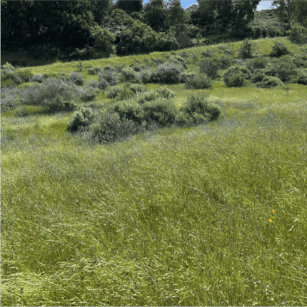 Coastal Sage Scrub Mix