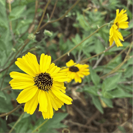California Bush Sunflower