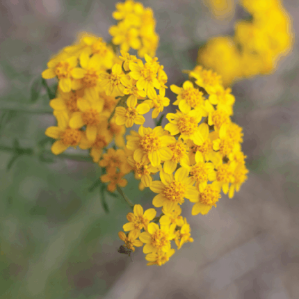 Golden Yarrow