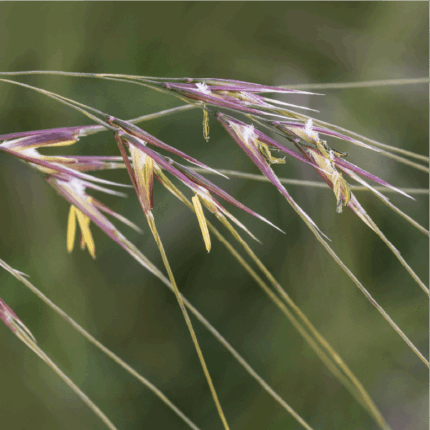 Purple Needlegrass