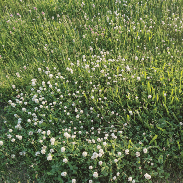 White Clover Field