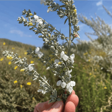 White Sage