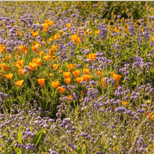 Wildflower Seed Planting Guide