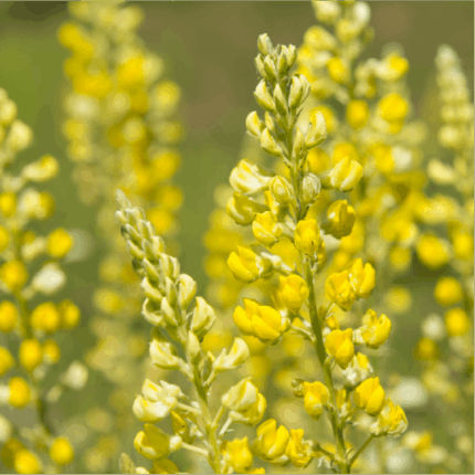 Yellow Lupine