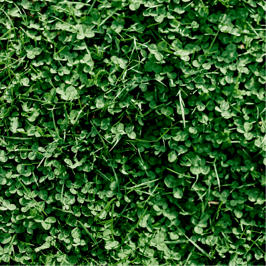 Clover Seed Planting Guide