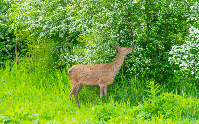 Easy to Plant and Maintain