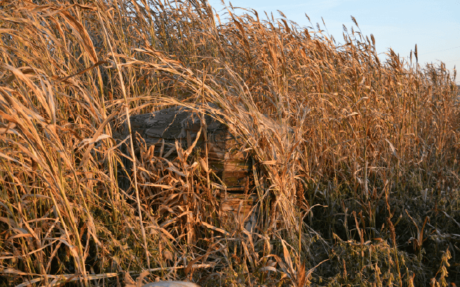 Wildlife-Friendly Habitat