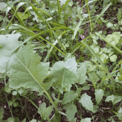 USA Grown Whole Oats With Hull – Deer & Turkey Food Plot Seeds, Microgreens (Hand Packed)