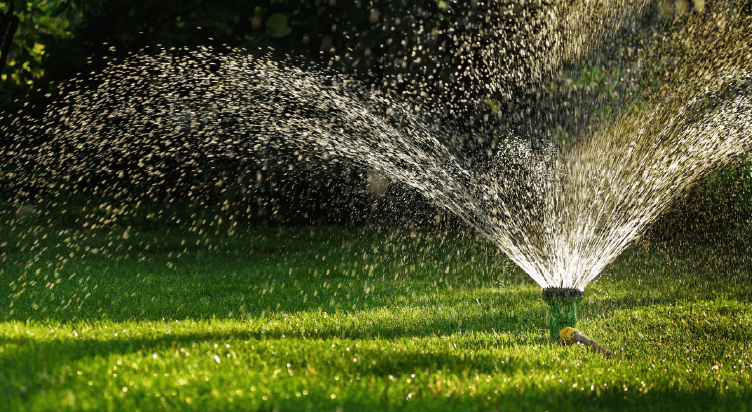 Watering and Early Care