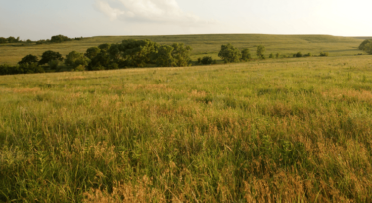 Low Maintenance, High Reward