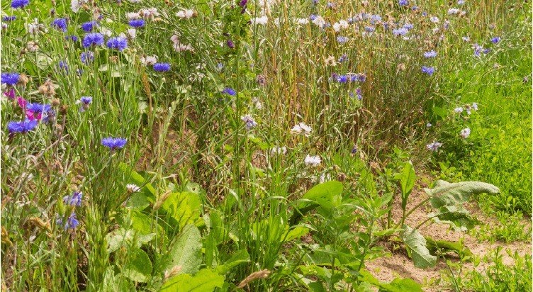 Supports Livestock and Wildlife