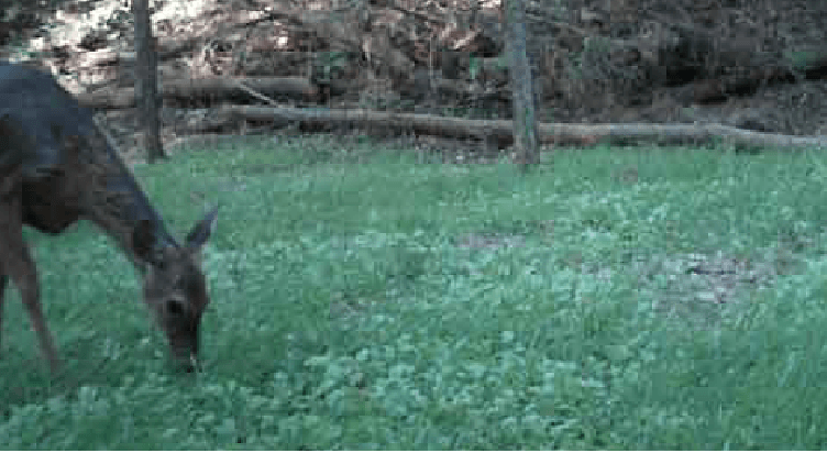 Diverse, Nutritious Forage