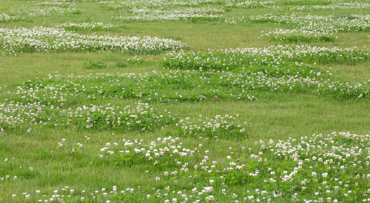 Year-Round Grazing Potential