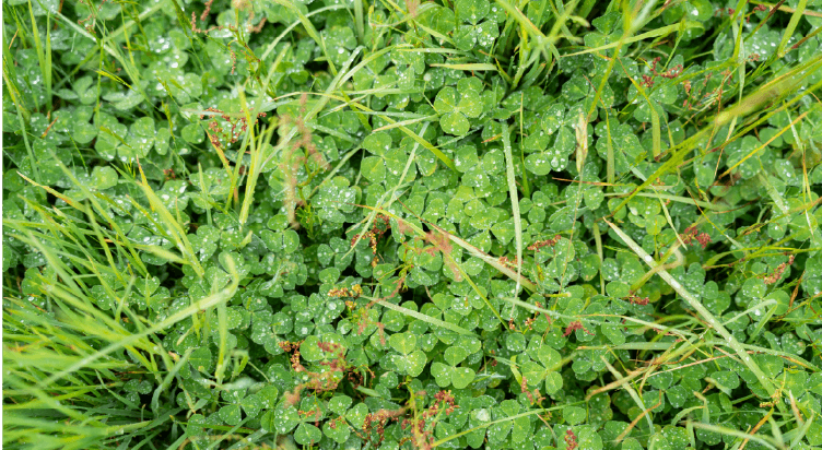 Supports Soil Health