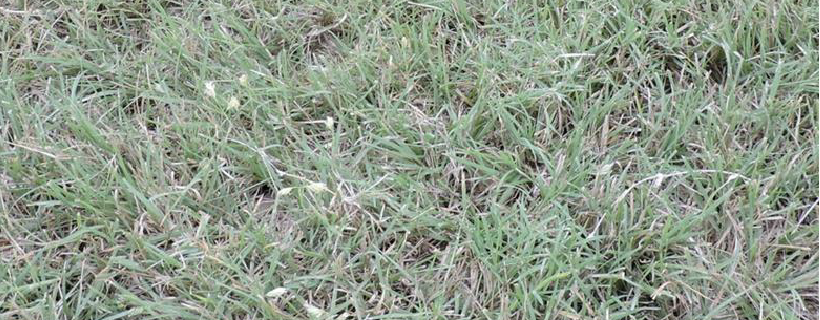 Proven Adaptability & Hardiness