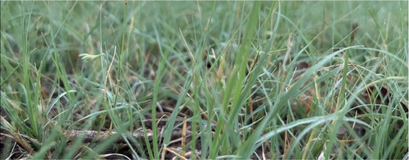 Lush, Dark Green Turf