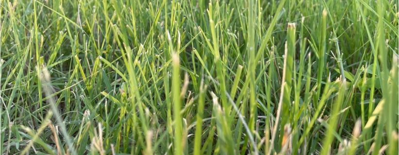 Low Mowing & Easy Care