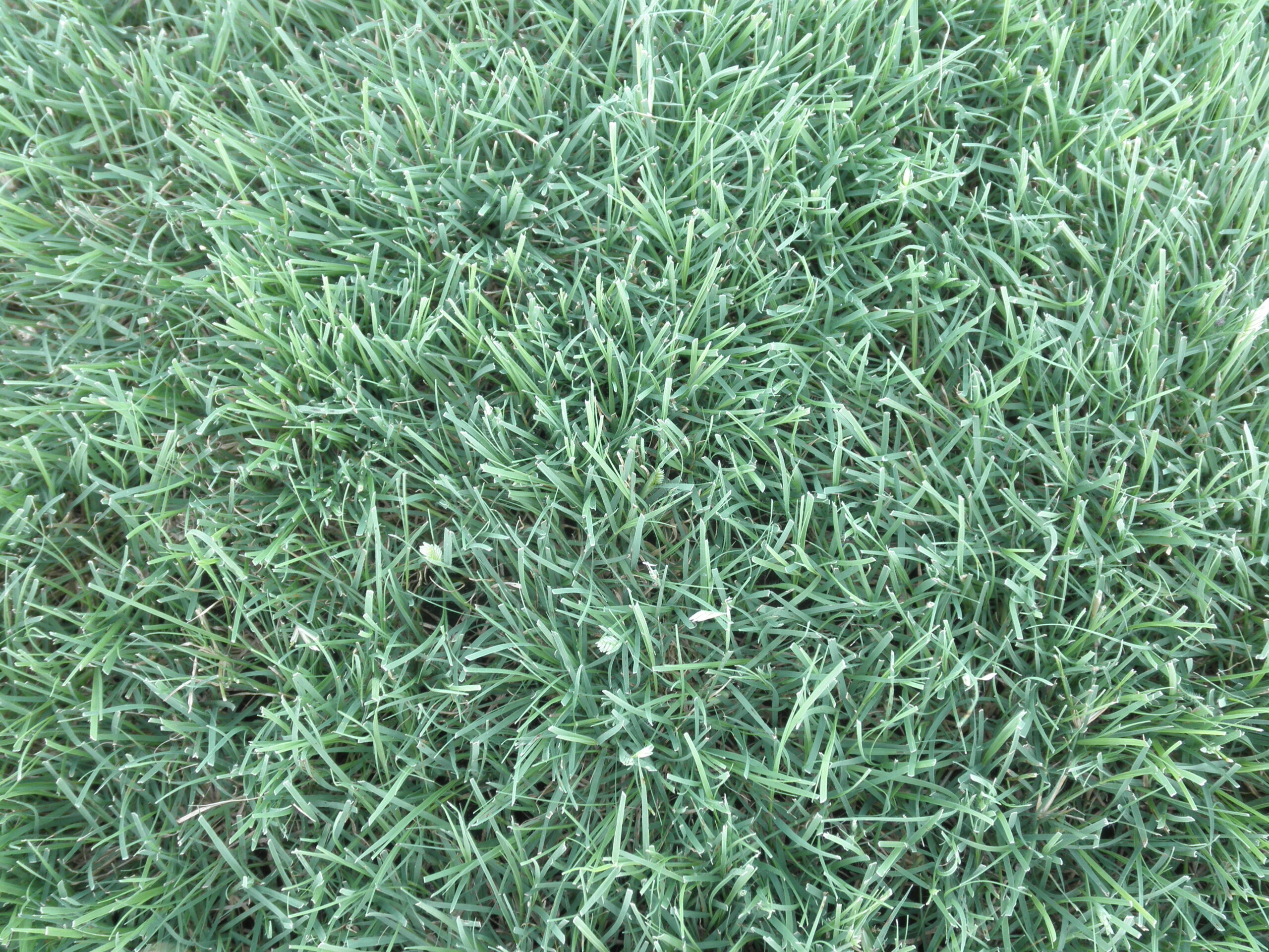 Close-up image of dark green Buffalograss turf