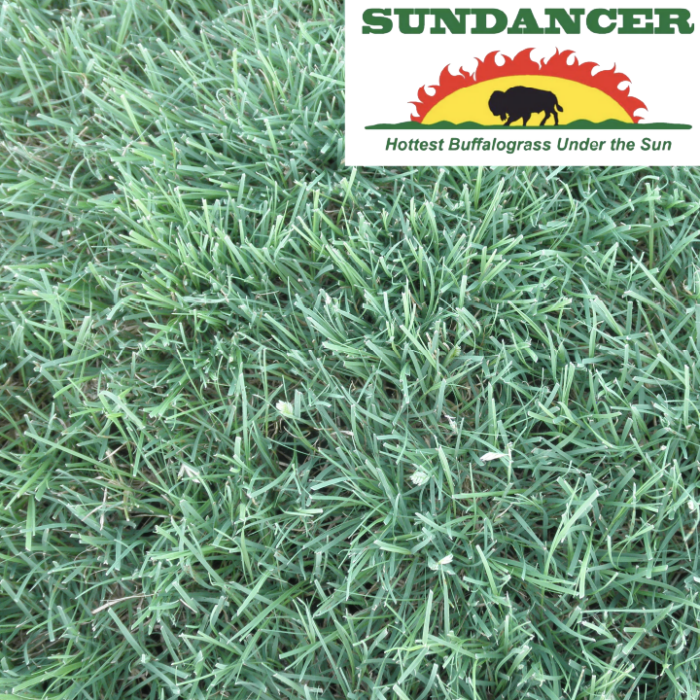 Sundancer Buffalograss