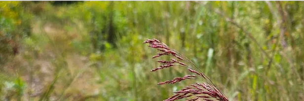 A Yard That Gets Better Every Year