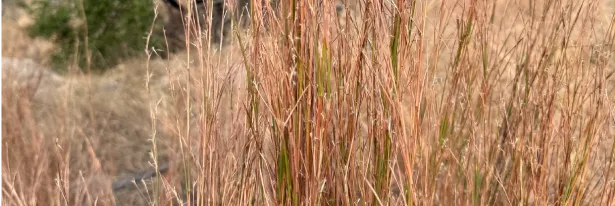 Wild, Beautiful, And Almost No Work