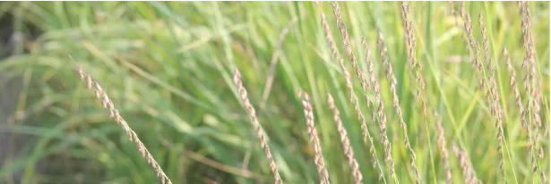 Help Your Cabin Disappear Into Nature