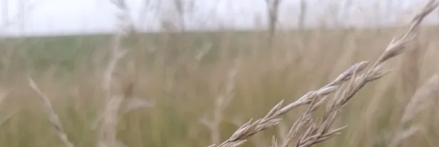 Grass Even When You Skip Watering