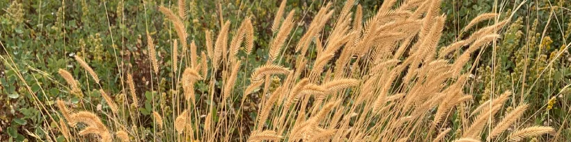 More Grazing From Every Drop