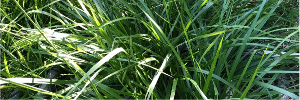 Pasture That Fits Your Rainfall