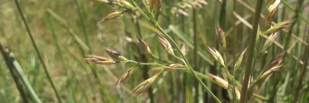 Forage That Hangs On Through Drought