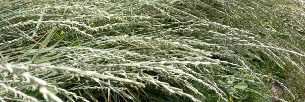 Use Less Water, Still Feed More