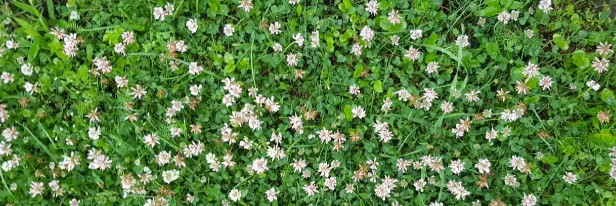 Let Your Food Plot Hunt For You