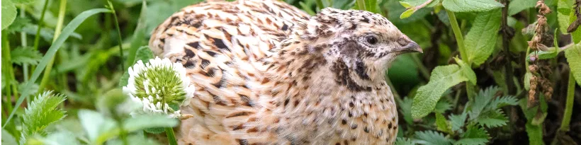 Turn Wet Wasted Ground Into Birds