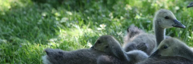 Keep Birds On Your Side Of The Fence