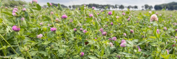 Turn Problem Spots Into Bird Magnets